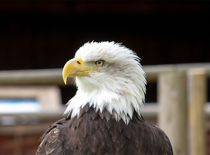 A closeup shot of a beautiful bald eagle with a blurred background